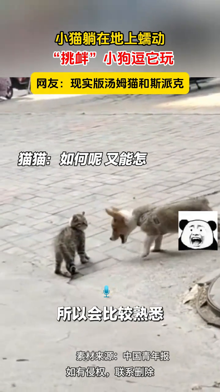 小猫躺在地上蠕动,“挑衅”小狗逗它玩,现实版汤姆猫和斯派克