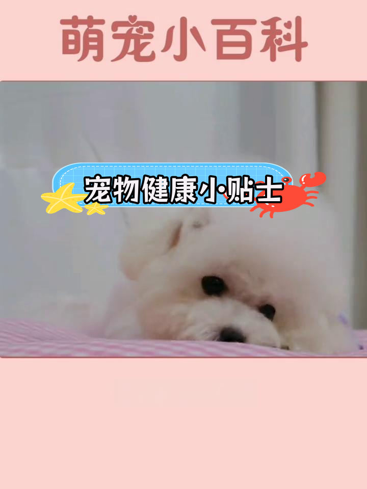 狗狗成长各阶段注意事项