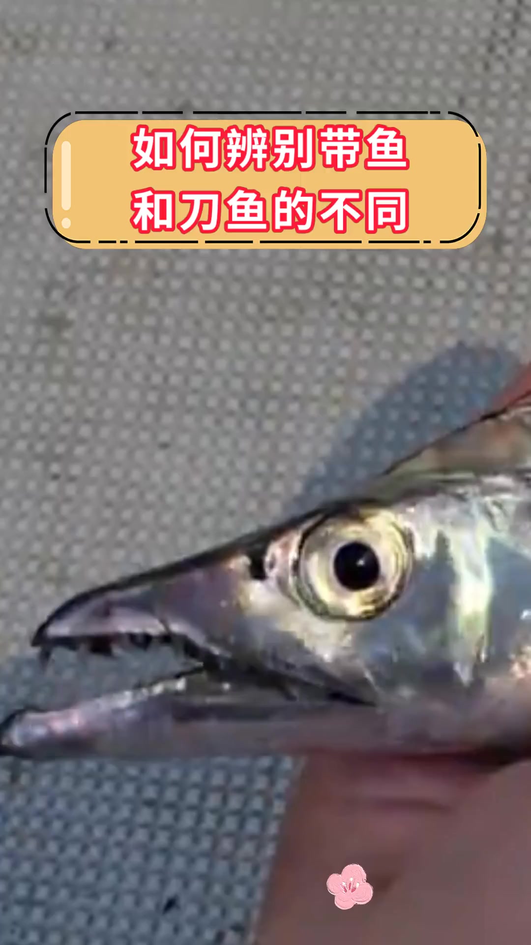 如何辨别带鱼 和刀鱼的不同
