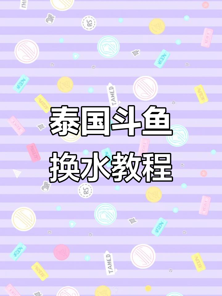 泰国斗鱼换水技巧:如何彻底清洁水质