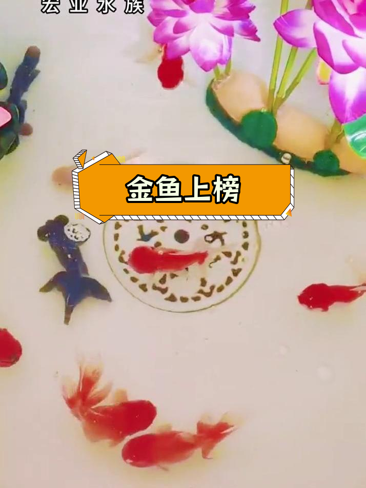 常见冷水观赏鱼TOP10