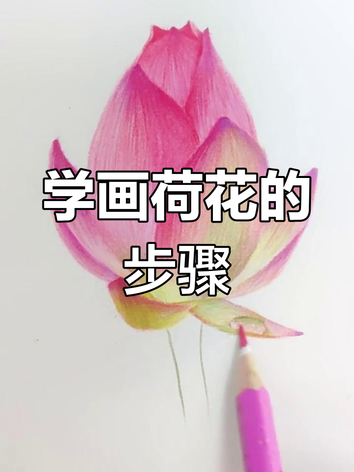 简单彩铅荷花画教程,轻松学会!
