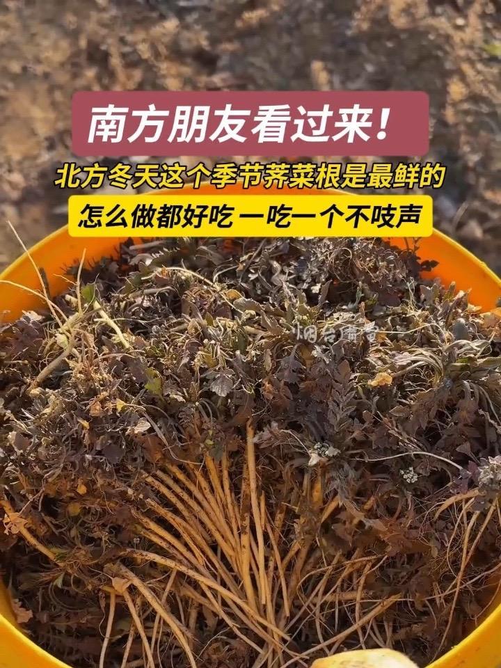 2月3日（发布时间），山东烟台。北方冬天这个季节，新鲜的荠菜根怎么做都好吃。#大自然的馈赠