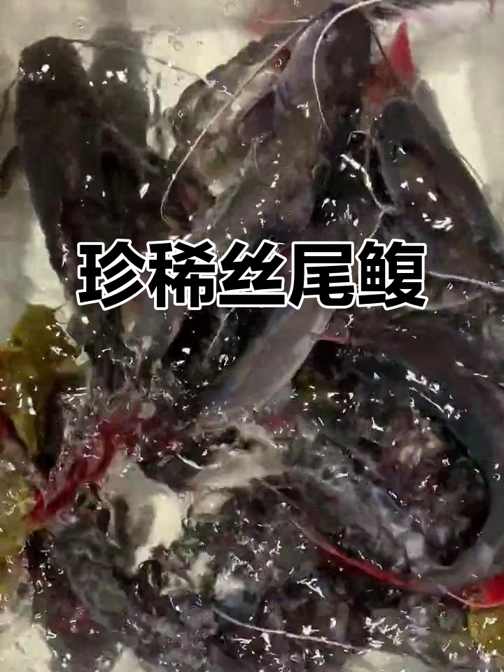 云南特有丝尾鳆，土著鱼种，珍贵美味