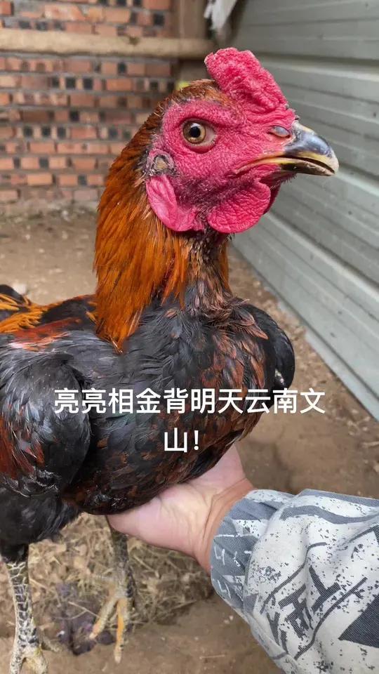 亮亮相金背明天云南文山!斗鸡 高质量斗鸡 战斗公鸡 斗鸡 公鸡中的战斗机
