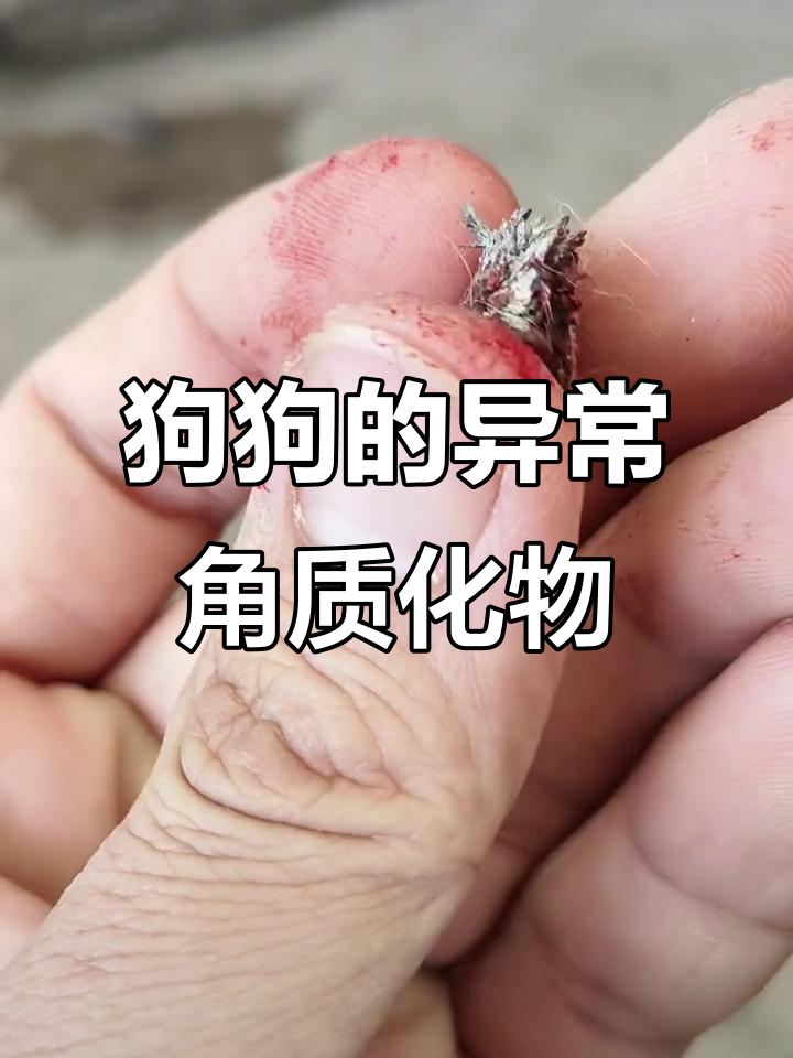 狗狗身上长出奇怪角质块,像菜花一样,谁能告诉我这是什么?