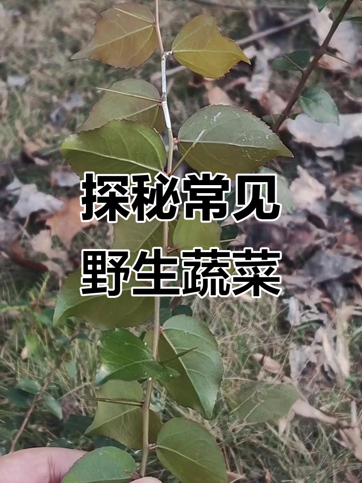 荠菜、泥胡菜等野生植物大揭秘，带你了解它们的独特魅力