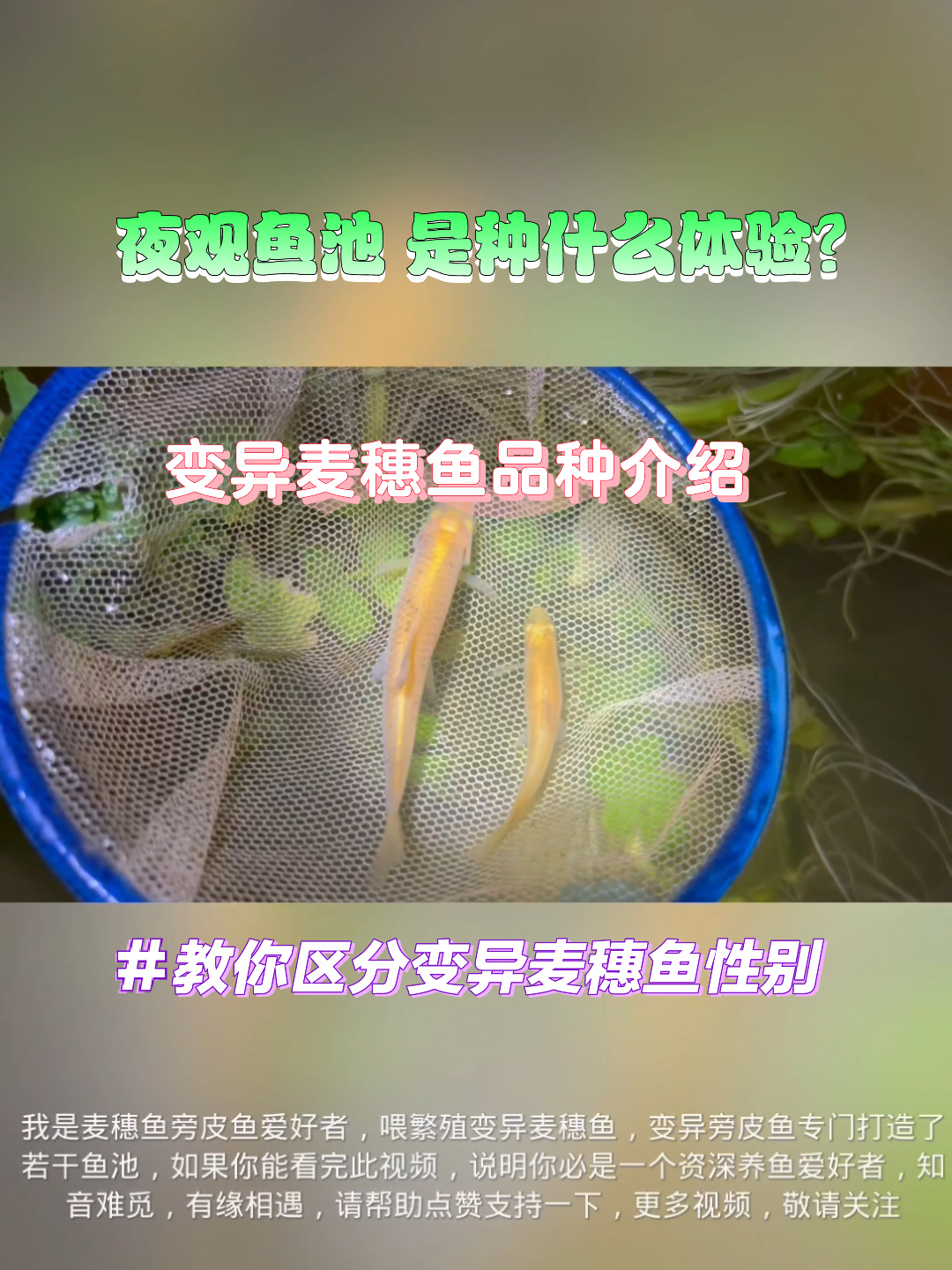 变异麦穗鱼品种介绍及性别辨认方法