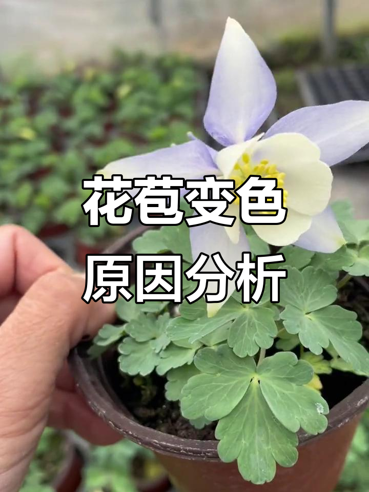 耧斗菜花苞颜色变化揭秘,如何让蓝色更明显