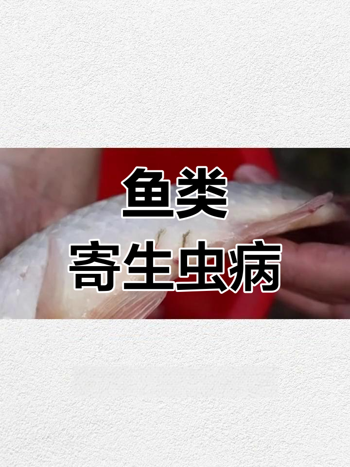 水产养殖常见鱼病解析:锚头鳋与中华骚