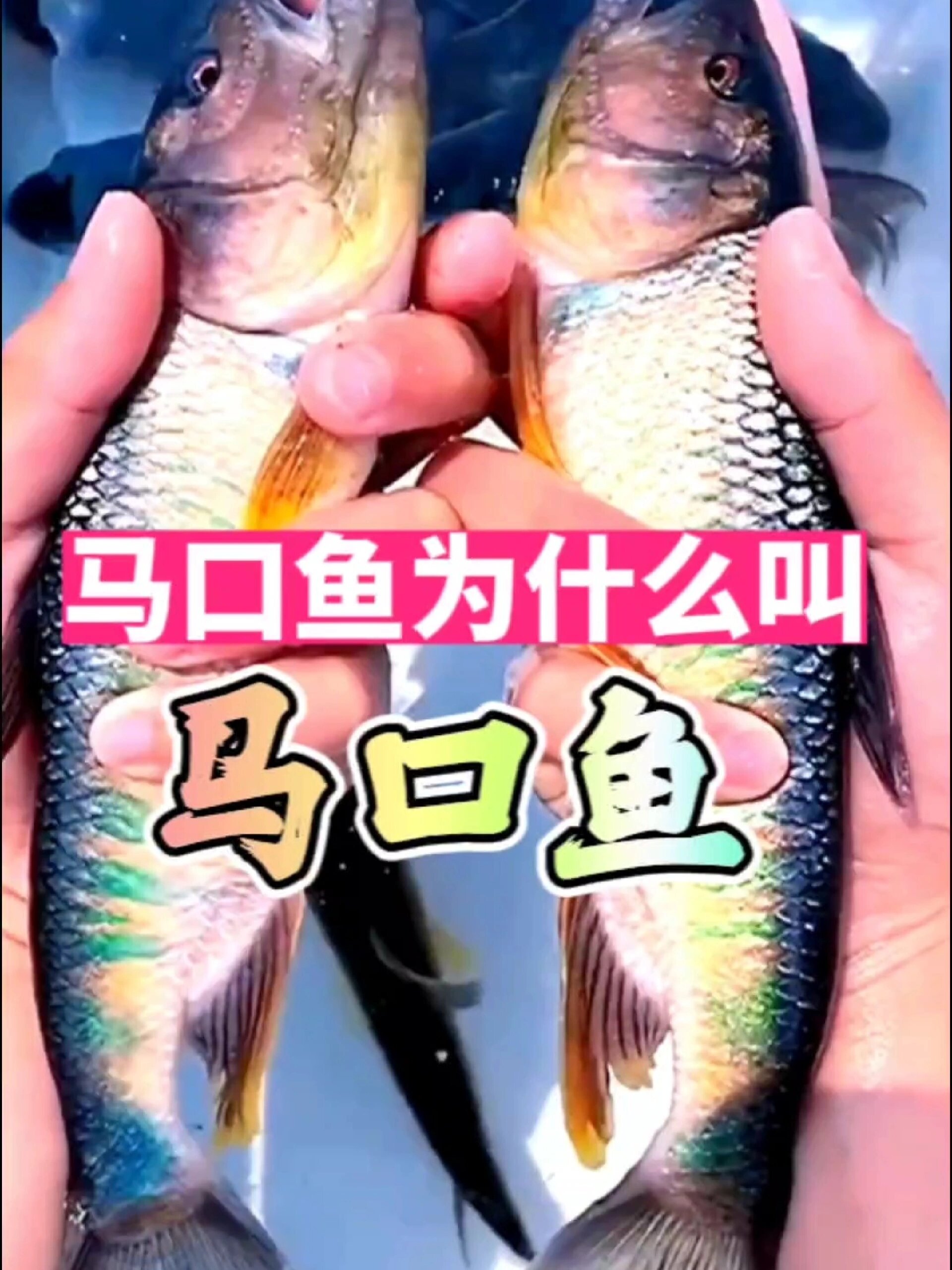 马口鱼为什么叫“马口鱼”?