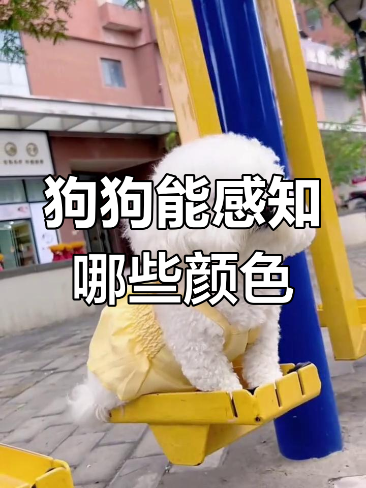 狗狗眼中的色彩世界:它们能看到什么颜色?