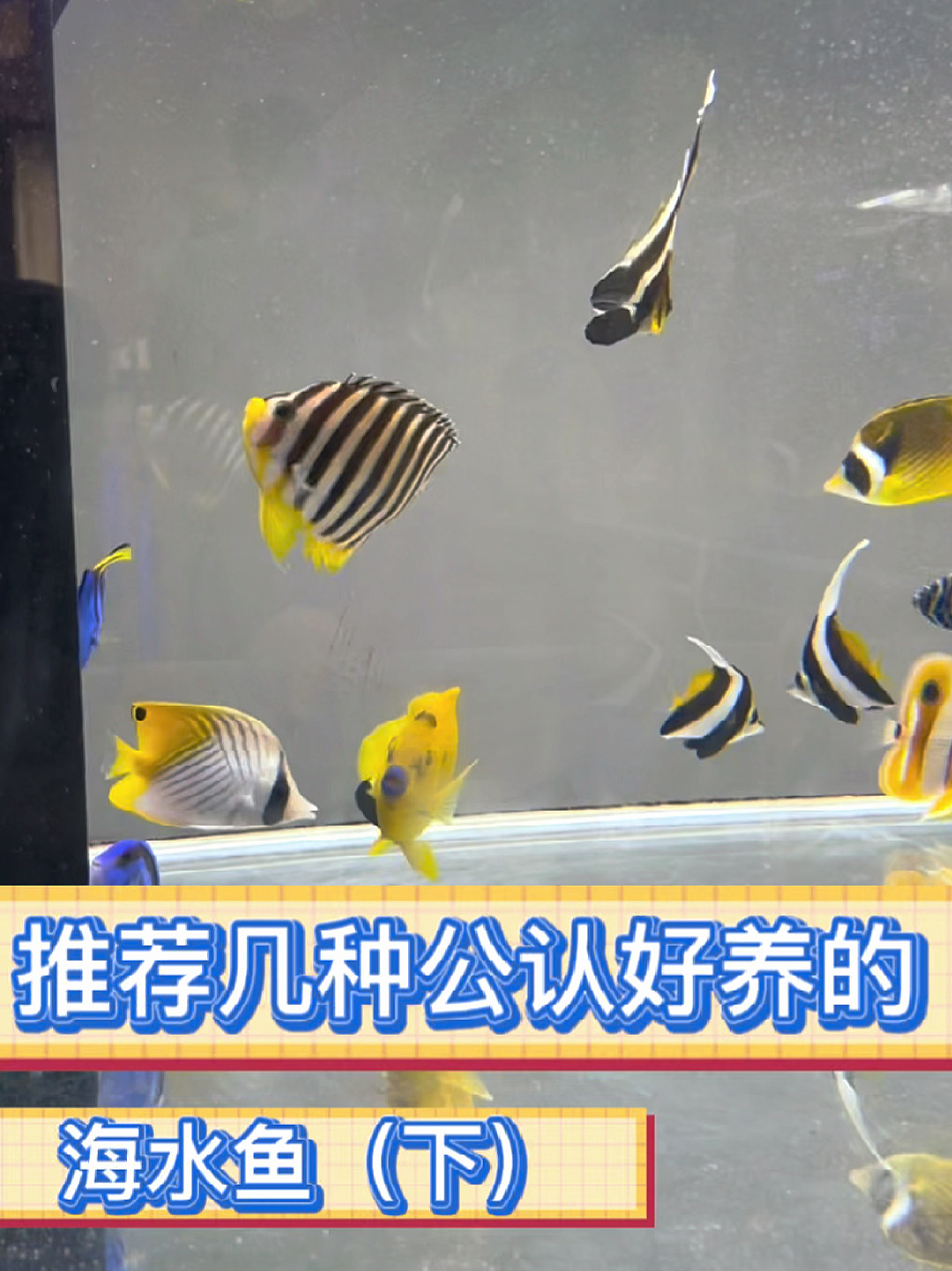 海水鱼中公认比较好养的