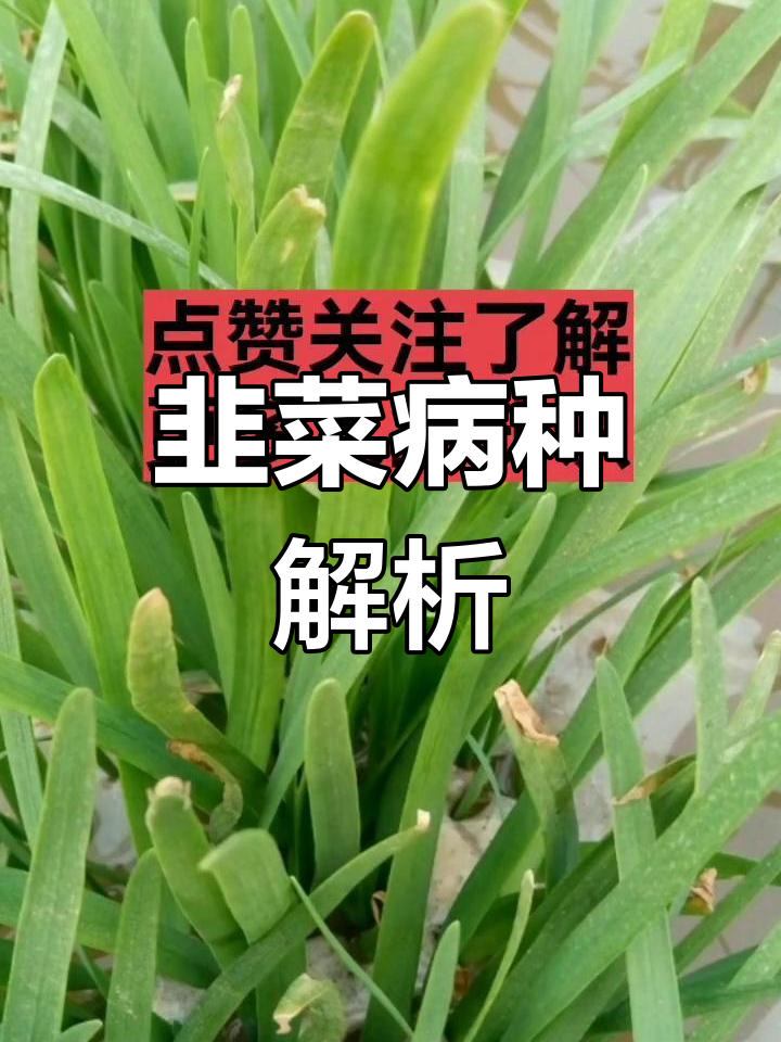 韭菜常见病害识别与防治