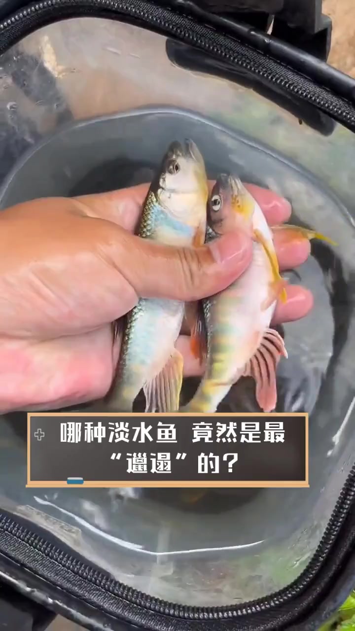 哪种淡水鱼,竟然是最“邋遢”的?