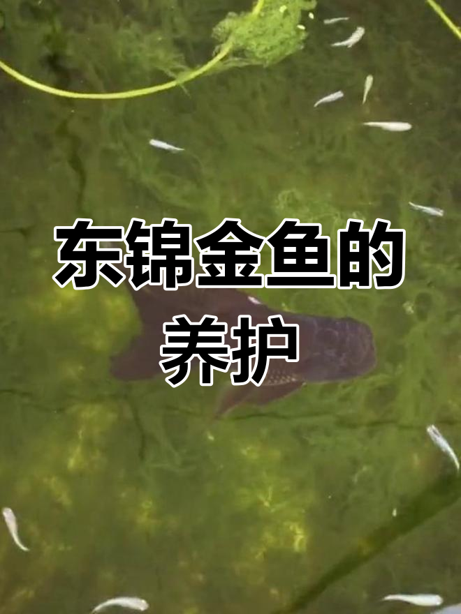 古法养鱼之东锦金鱼