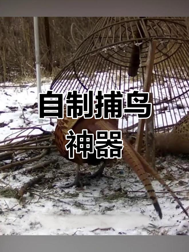 男子自制陷阱轻松抓野鸡