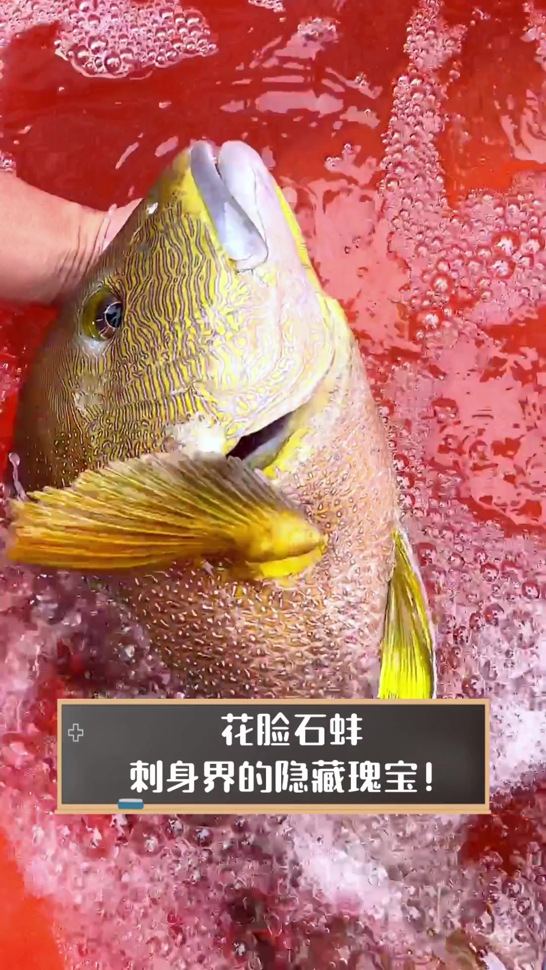 花脸石蚌,刺身界的隐藏瑰宝!