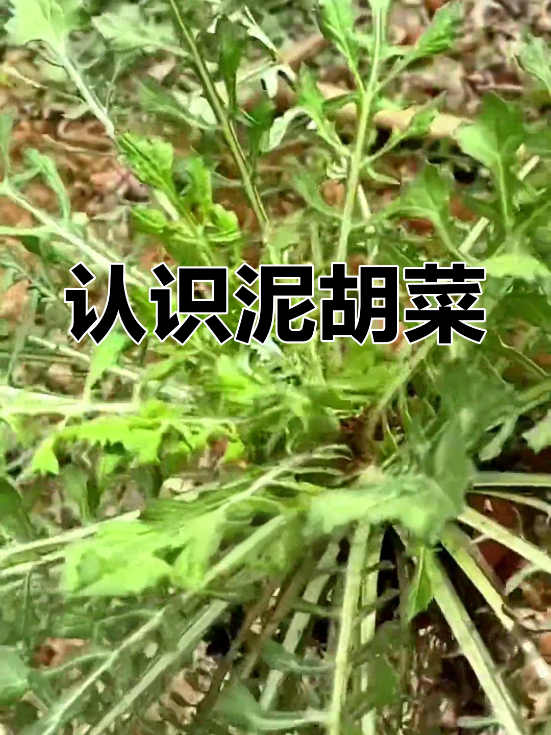 泥胡菜:多功能的野草