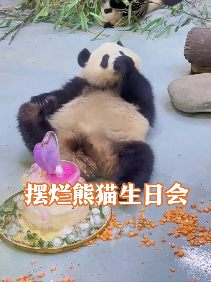熊猫生日会大型摆烂现场!寿星躺平蛋糕遭无视