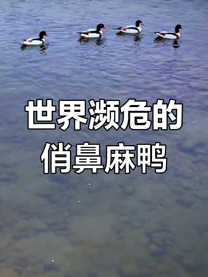 岷江河中的珍稀鸟类:翘鼻麻鸭