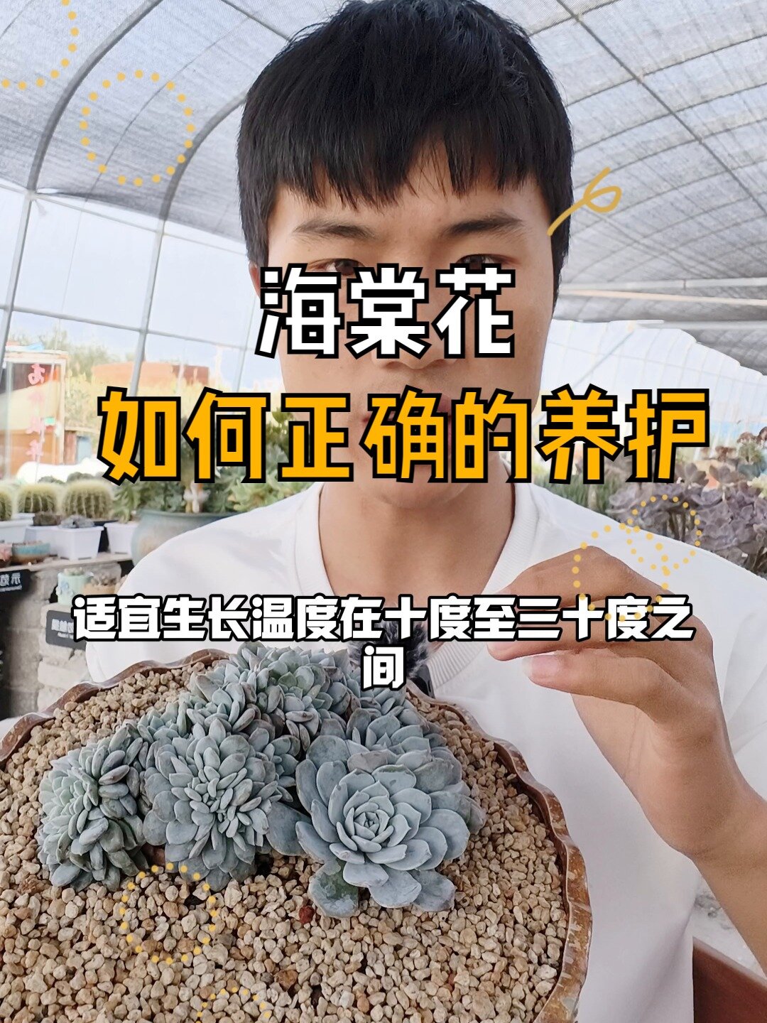 海棠花多肉养护