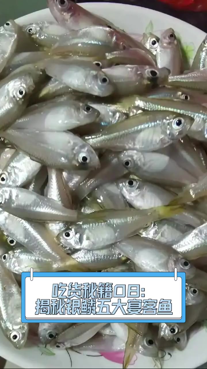 吃货秘籍08:揭秘银鳞五大宴客鱼