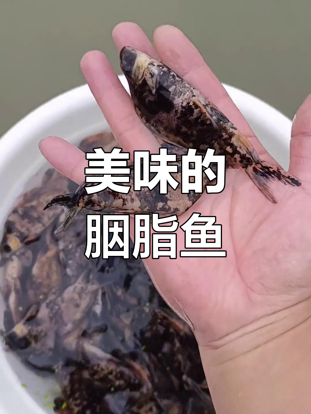 胭脂鱼,美味珍品,生长迅速,适应性强