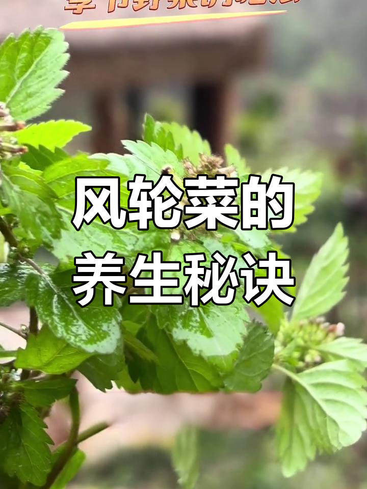 九层塔野菜:紫色花朵与独特风味的秘密