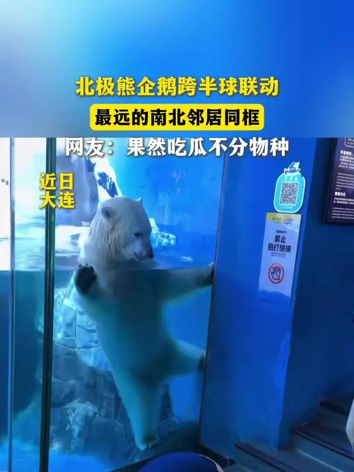 北极的熊,遇见南极的企鹅,网友:吃瓜不分物种