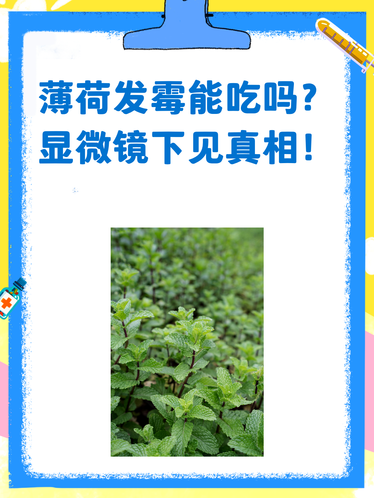 薄荷发霉了还能吃?显微镜下见真章