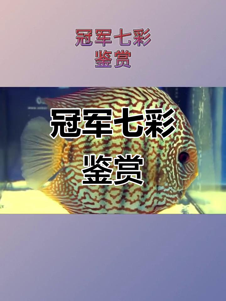 七彩神仙鱼大赏:从宋石到爆点,每一条都魅力十足