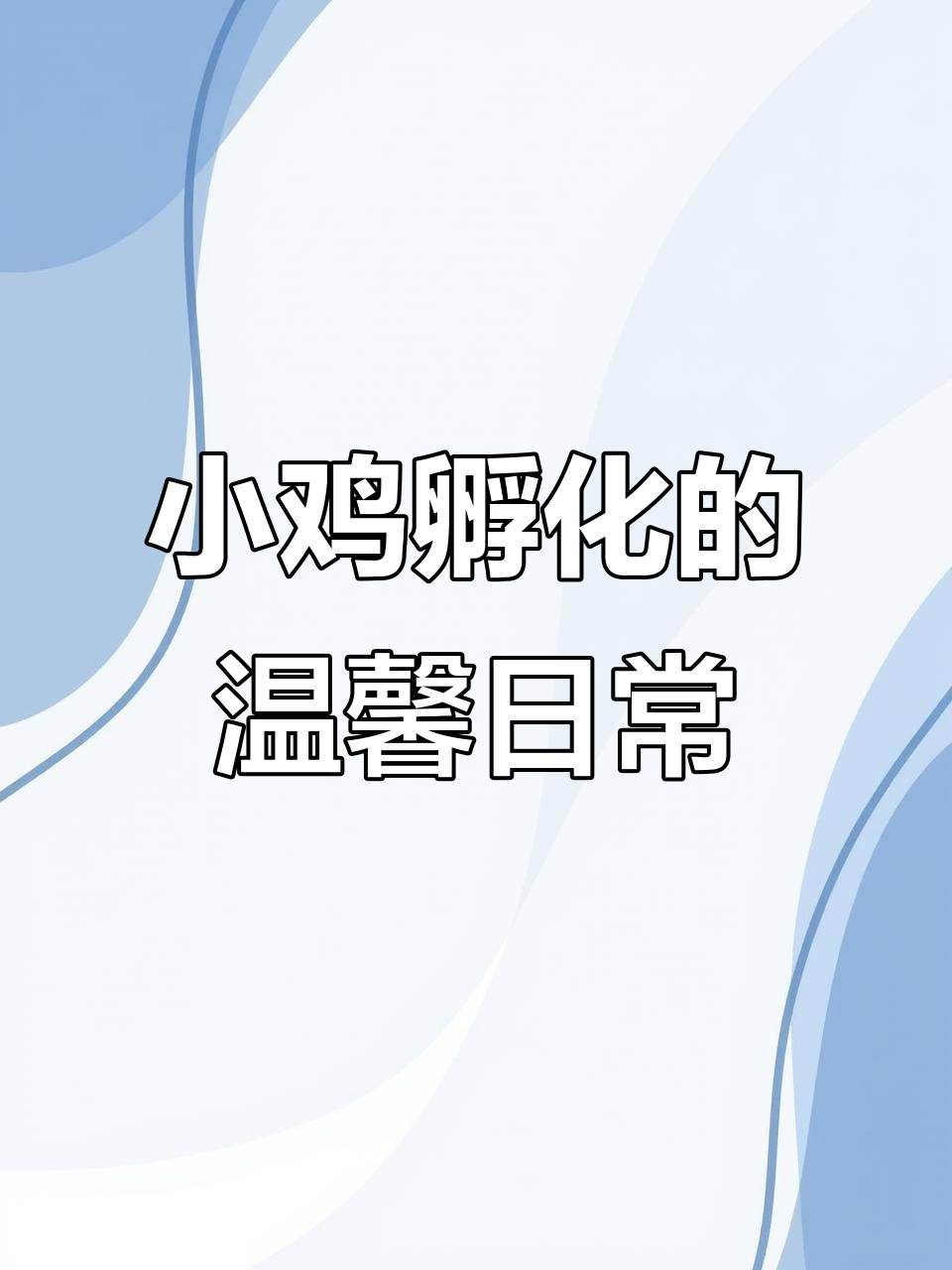 福清鸡苗孵化场,可爱小鸡温暖成长记