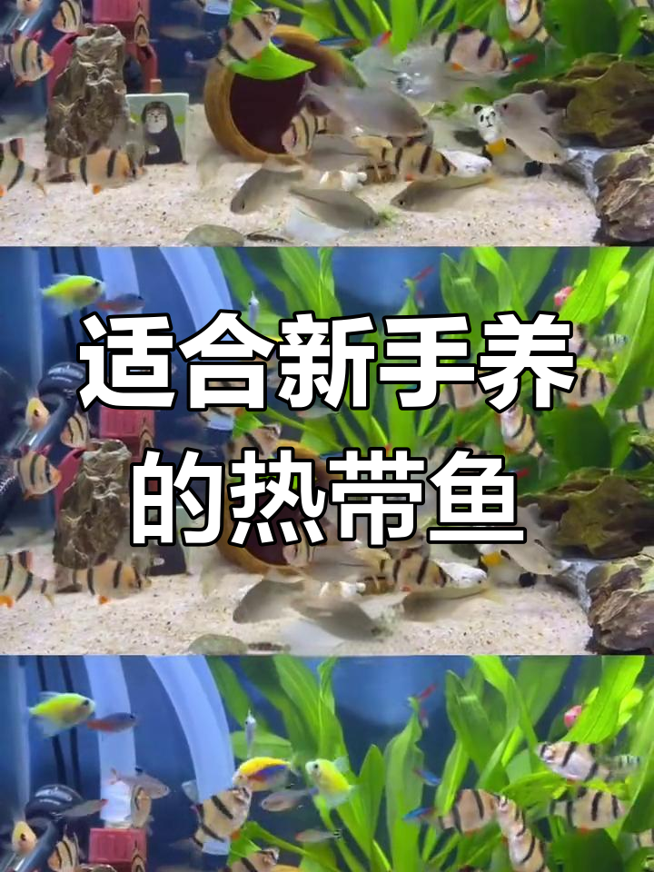 小型热带鱼推荐与饲养技巧