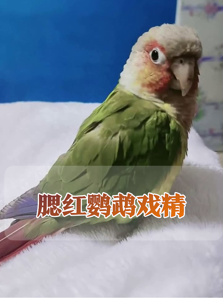 腮红鹦鹉戏精日常：啃玉米cos思考者还越狱