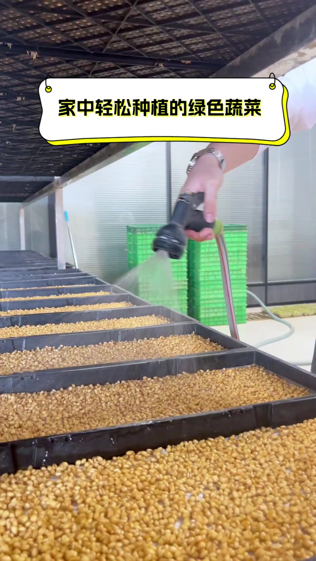 家中轻松种植的绿色蔬菜