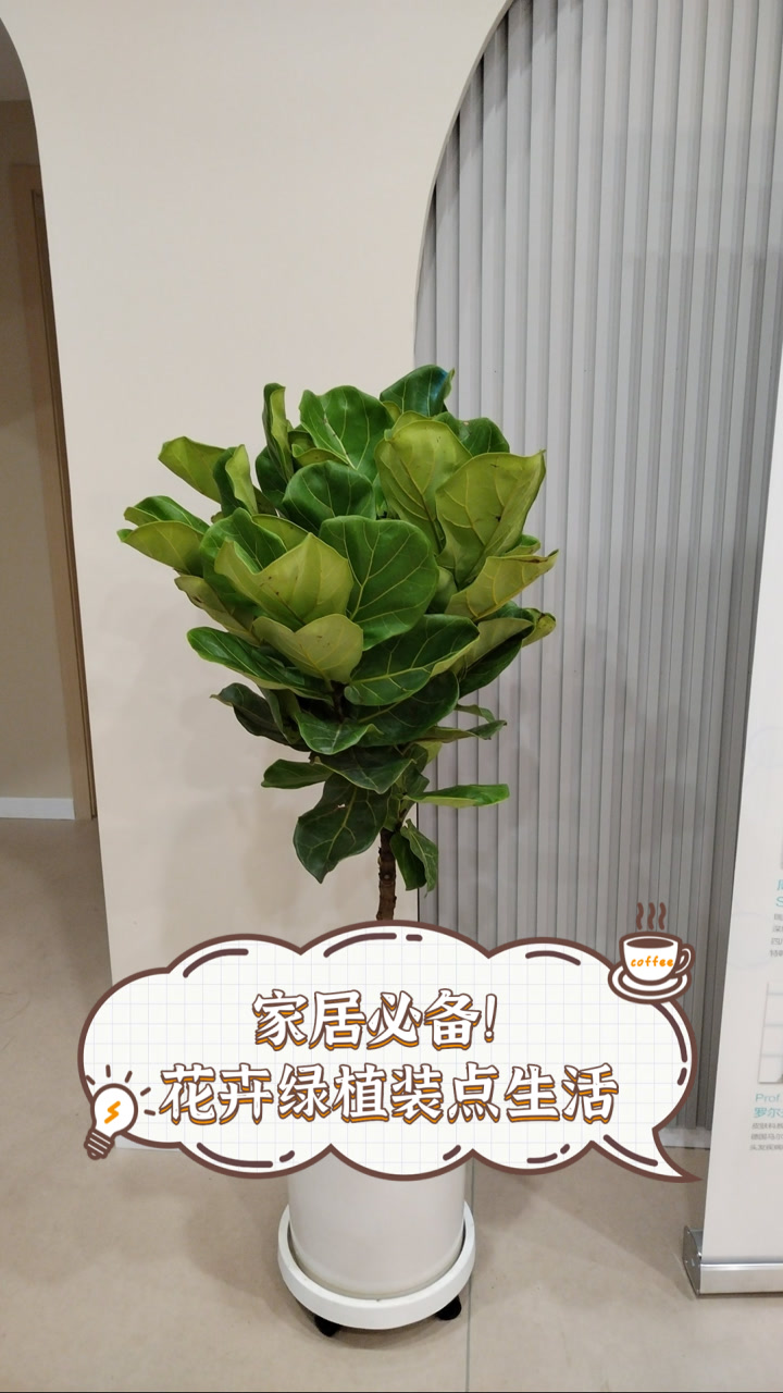 家居必备!花卉绿植装点生活