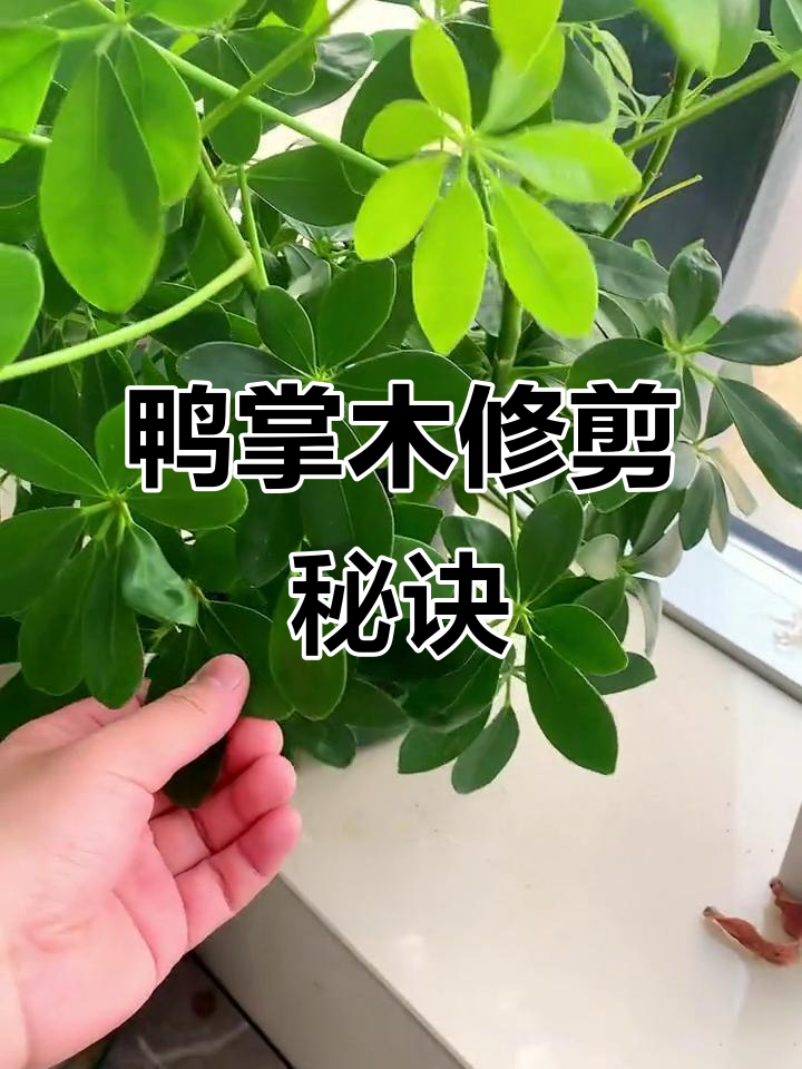 鸭掌木修剪技巧,轻松促发侧枝爆芽