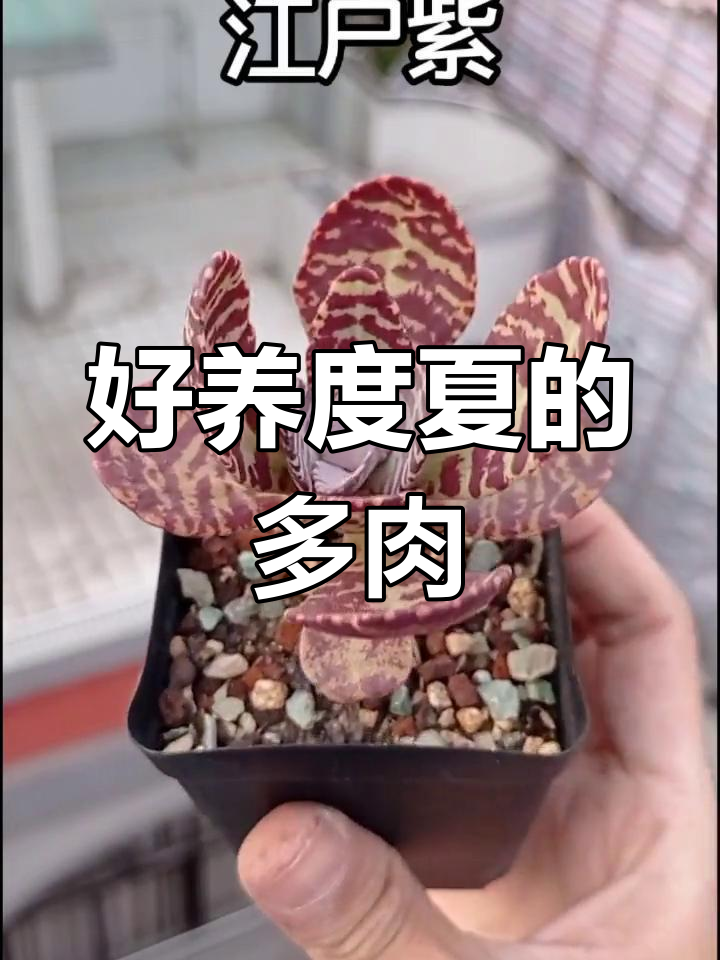 江户紫多肉:夏季无忧,养护简单