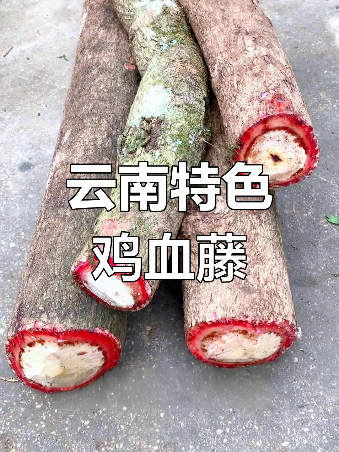 云南神奇鸡血藤与大血藤,探秘过江莲和九股藤