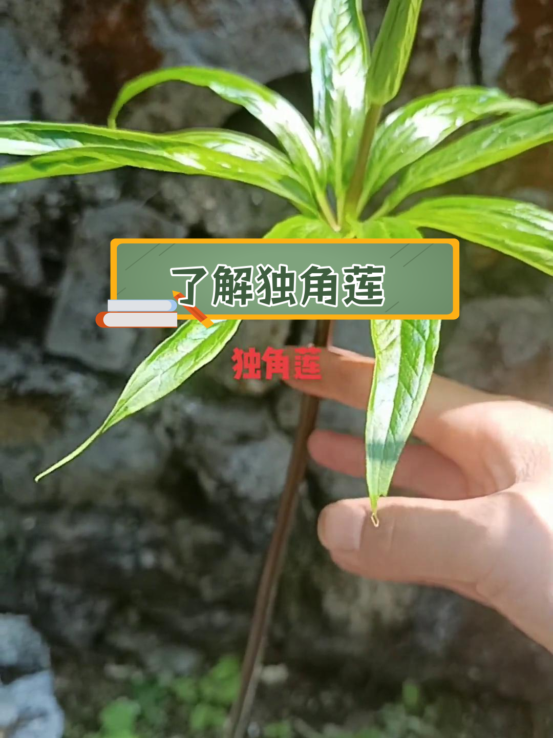 独角莲的神奇用途与功效