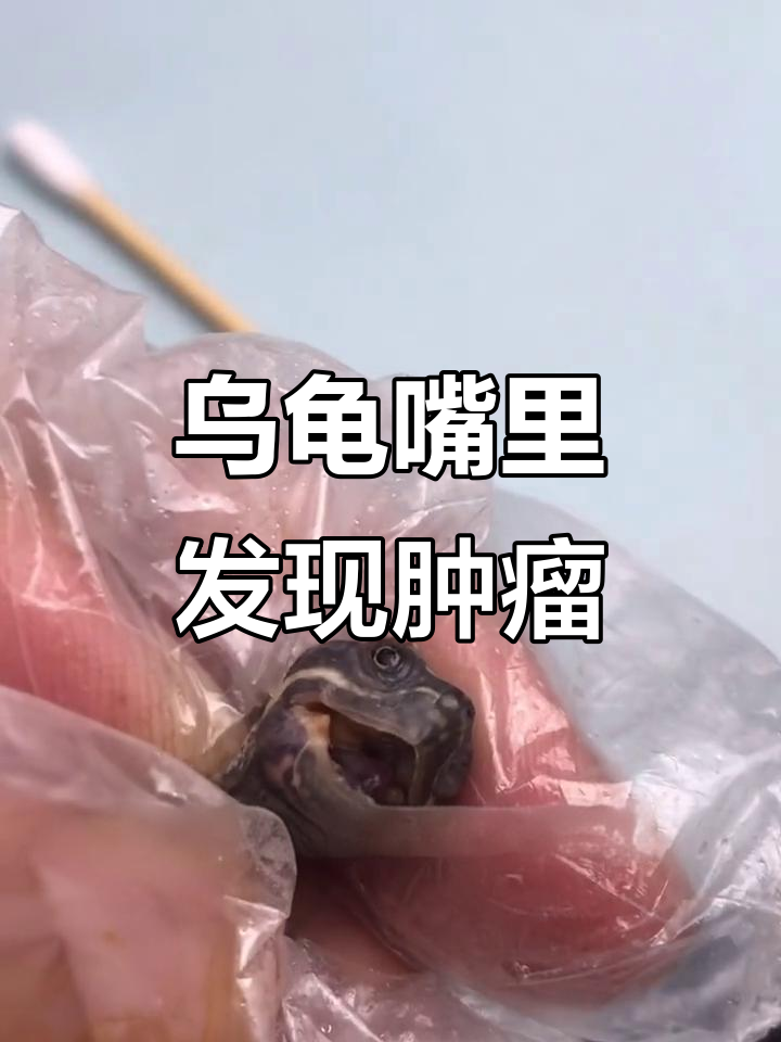 小龟嘴巴里竟然长了个大瘤,医生检查过程惊心动魄
