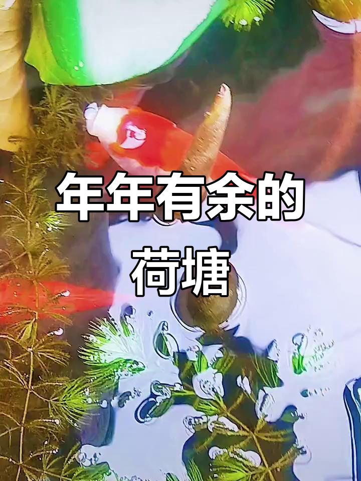 荷塘美景,年年有鱼相伴