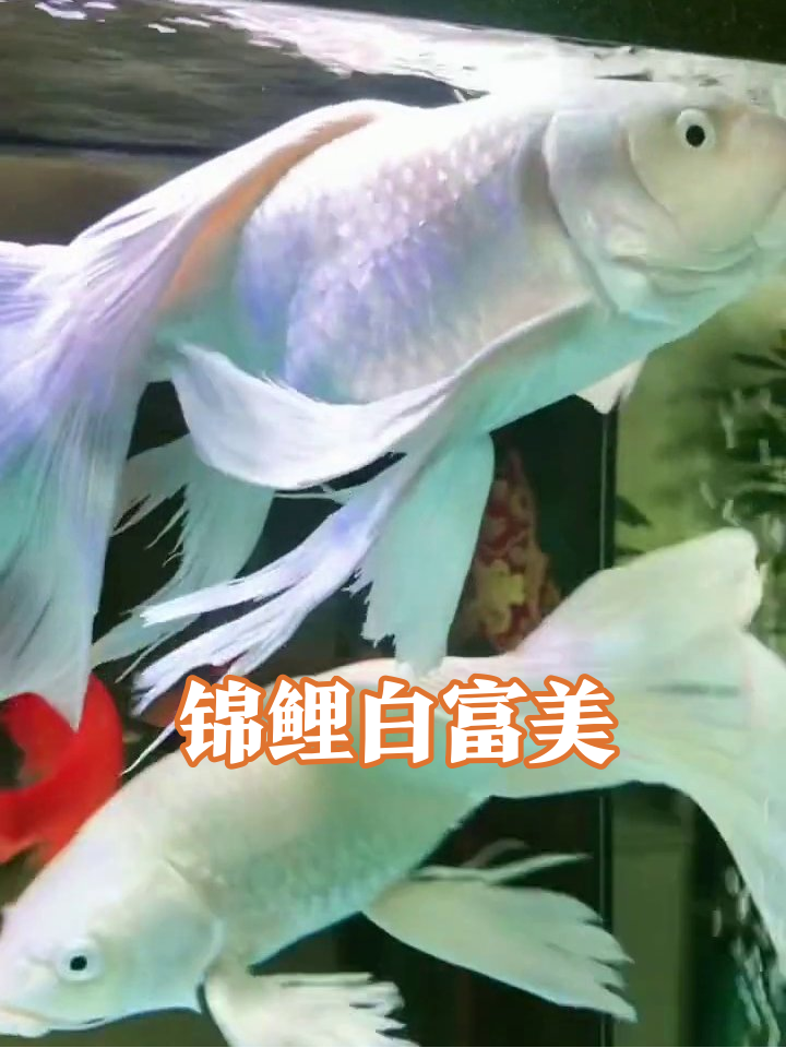 白锦鲤自带婚纱特效,小红鱼秒变迷弟迷妹太逗了