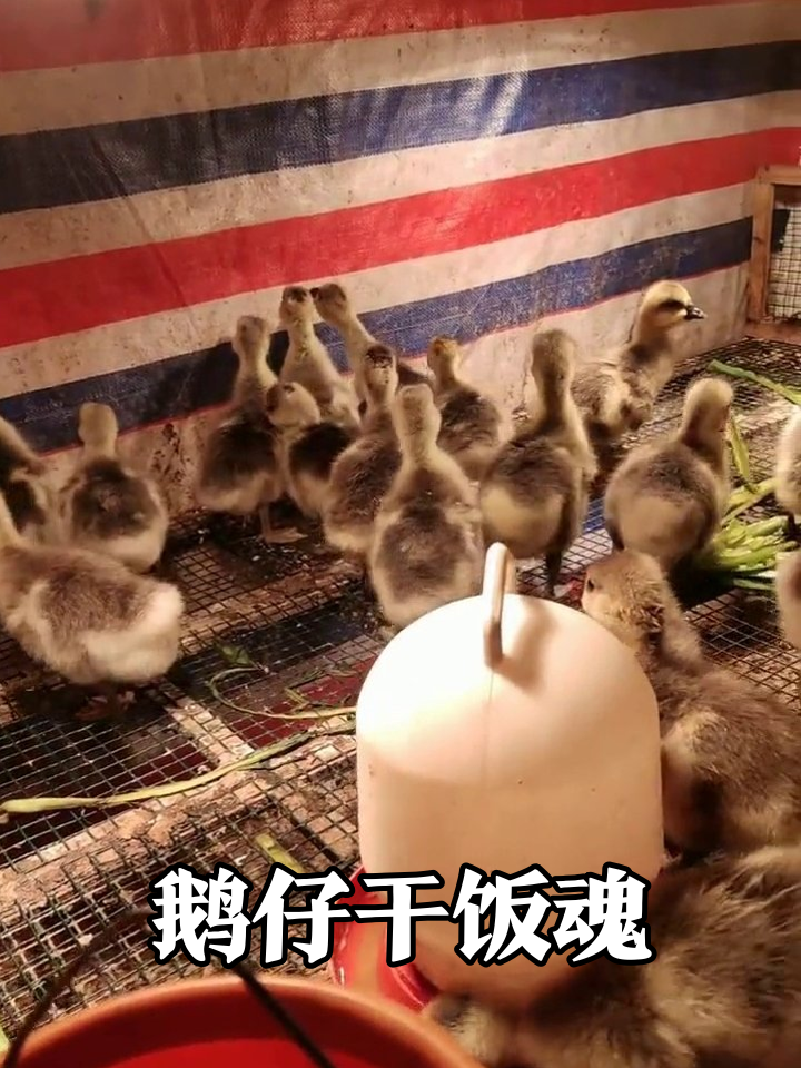 小鹅集体干饭忙，抢食打架萌翻了