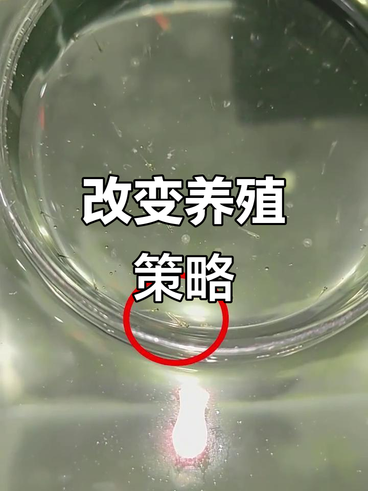 斑马鱼首次繁殖,策略大变!