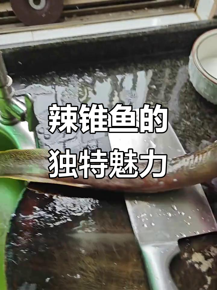 雷州刺麻鱼:稀有野生美味,昼伏夜出捕捉难