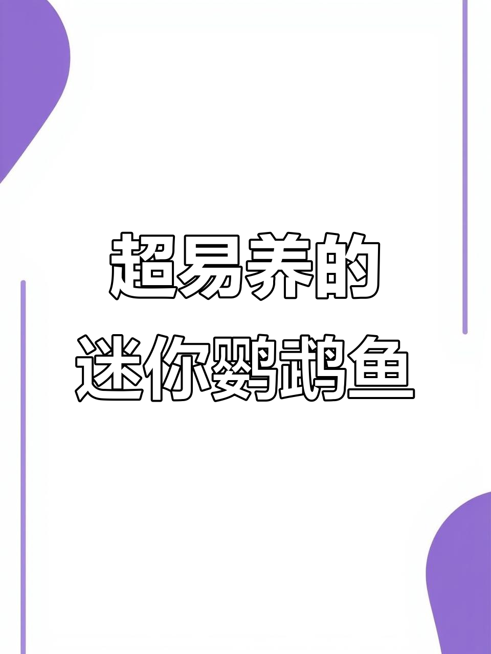 迷你鹦鹉鱼：皮实好养，超能生娃的观赏宠