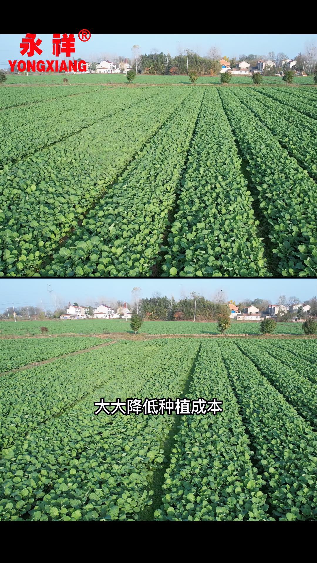 种油菜,你还在人工播种吗?永祥油菜精量播种机  油菜播种机 播种机 农业机械 油菜种植 农