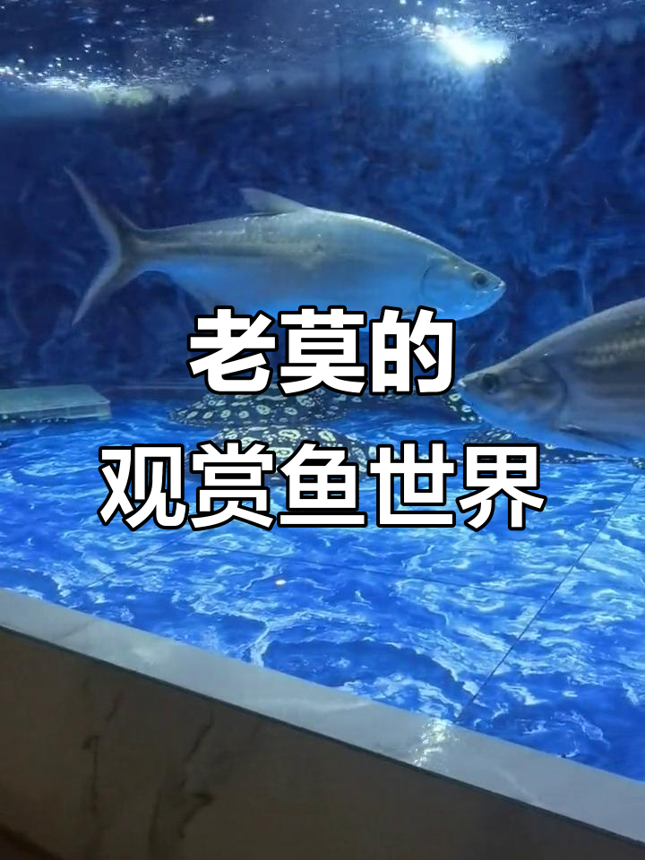 皇冠魟鱼：老莫带你了解观赏鱼的魅力